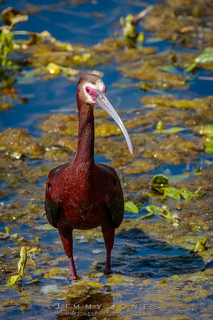 White-faced Ibis