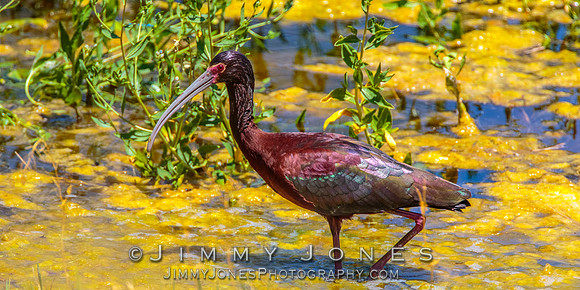 White-faced Ibis