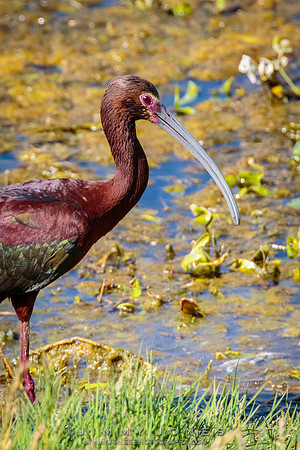White-faced Ibis