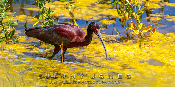 White-faced Ibis