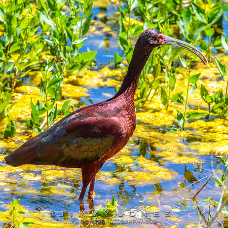 White-faced Ibis
