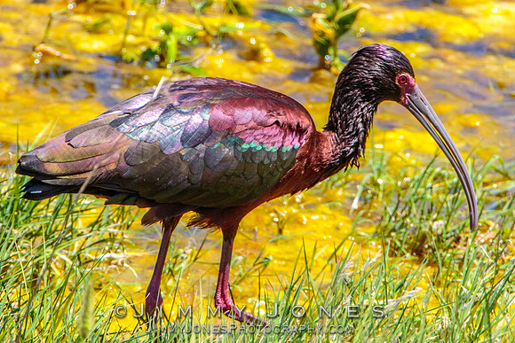 White-faced Ibis