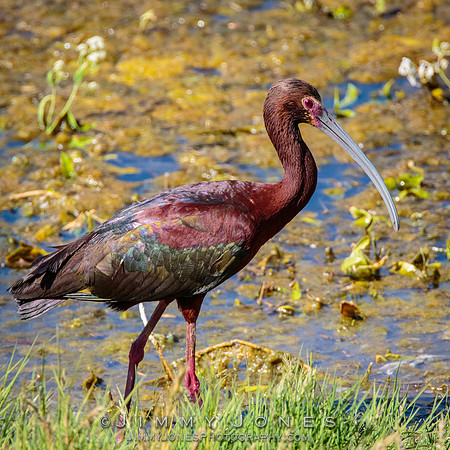 White-faced Ibis