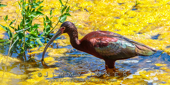 White-faced Ibis