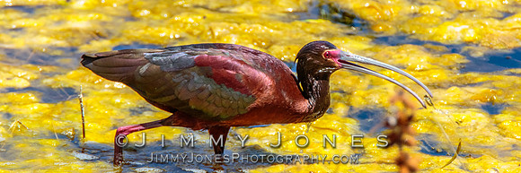 White-faced Ibis