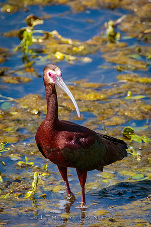 White-faced Ibis