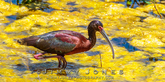 White-faced Ibis