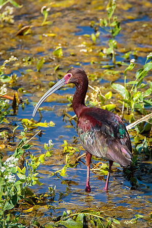 White-faced Ibis
