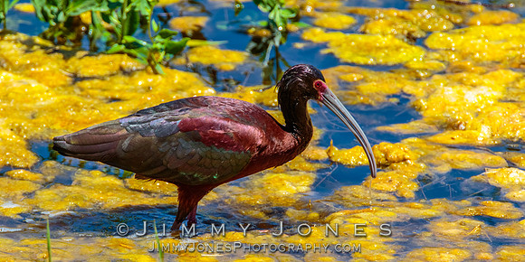 White-faced Ibis