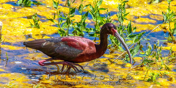 White-faced Ibis