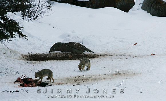 Coyotes at Carcass