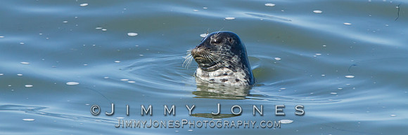 Young Elephant Seal - BS/P0037
