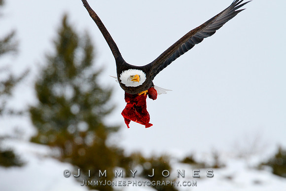 Bald Eagle