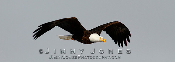 Bald Eagle - BS/P0232