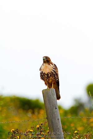 Red-tailed Hawk (Intermediate Juvenile)