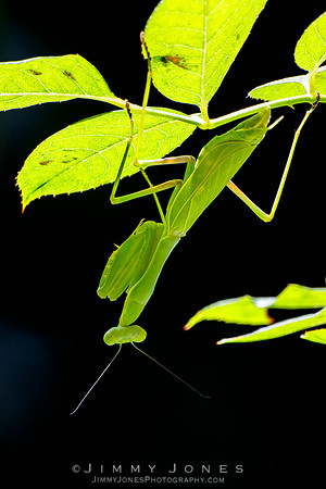 Praying Mantis