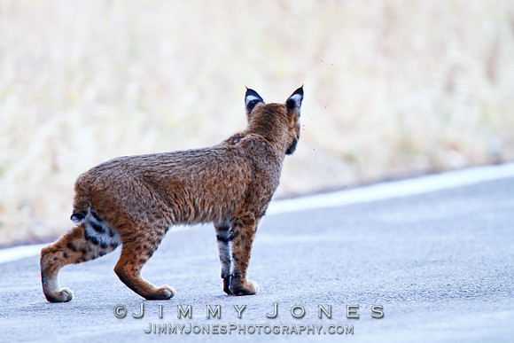 Bobcat