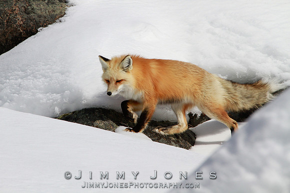Red Fox