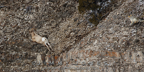 Coyote Chasing Big Horn Ram