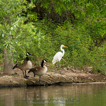 Canadian Geese/Great White Egret