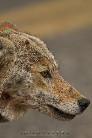 Coyote