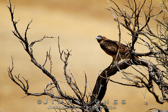 Red-Tailed Hawk