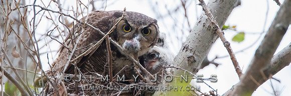 Great Horned Owl W/Owlets