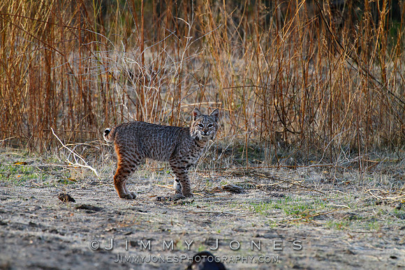 Bobcat