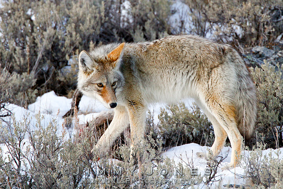 Coyote