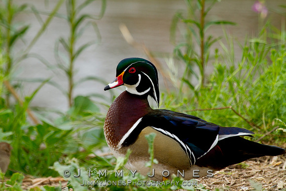 Wood Duck
