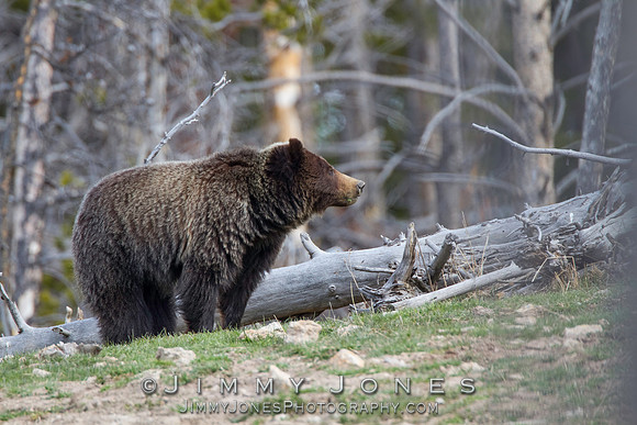 Grizzly Bear