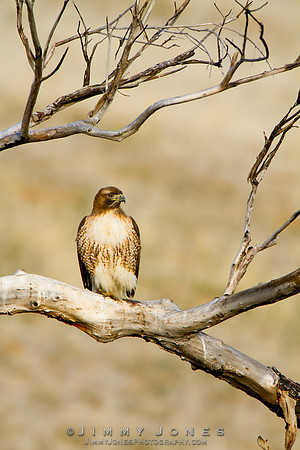 Red-Tailed Hawk