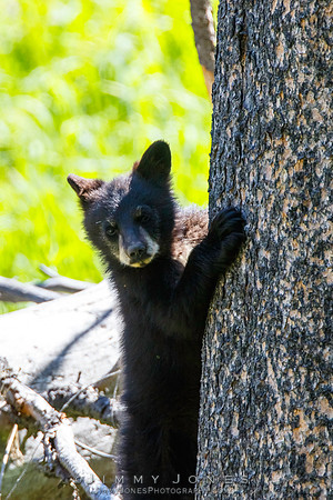 Black Bear Cub