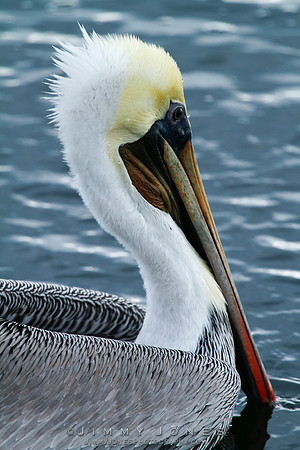 Brown Pelican