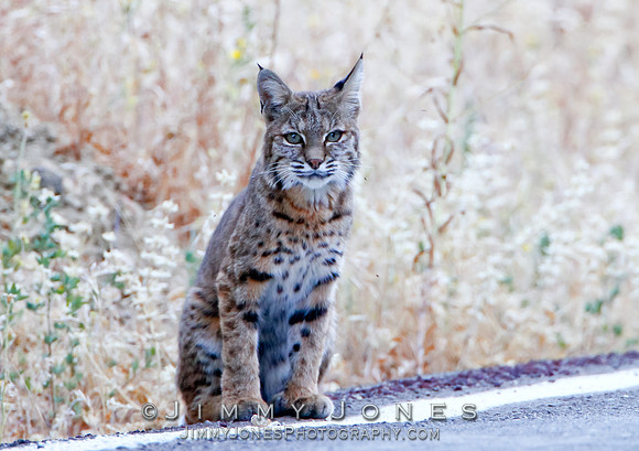 Bobcat