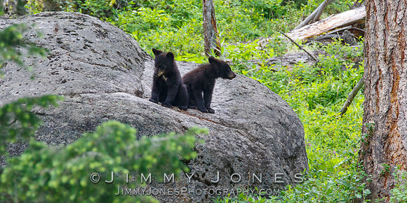 Black Bear Cubs