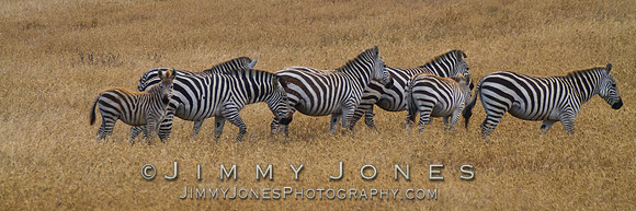 Captive Zebra - BS/P0185