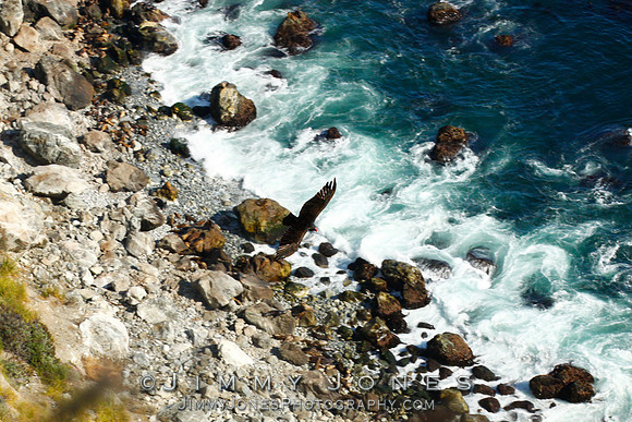 Turkey Vulture
