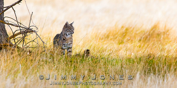 Bobcat