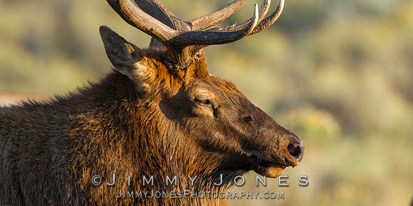 Bull Elk