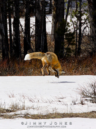 Red Fox Leap
