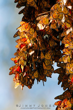 Monarch Cluster