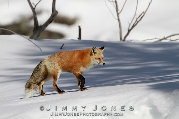 Red Fox