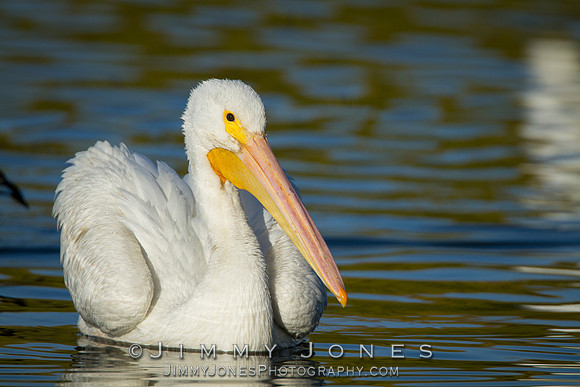 White Pelican