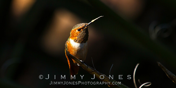 Rufous Hummingbird