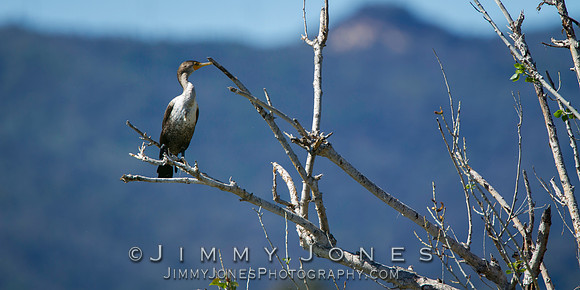 Double-Crested Cormorant
