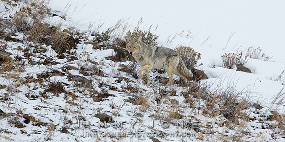 Coyote
