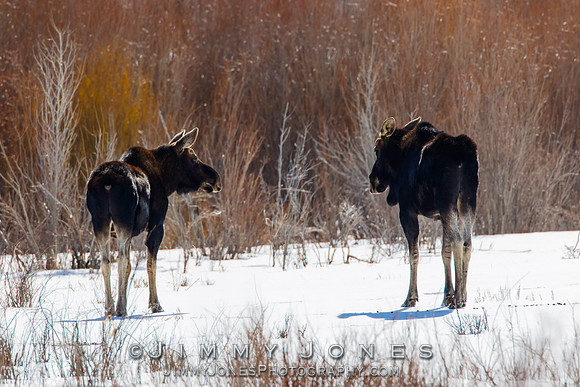 Moose