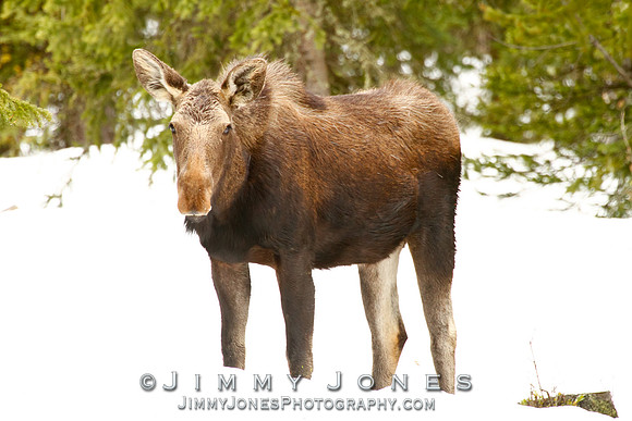 Moose