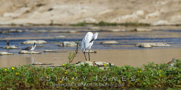 Snowy Egret